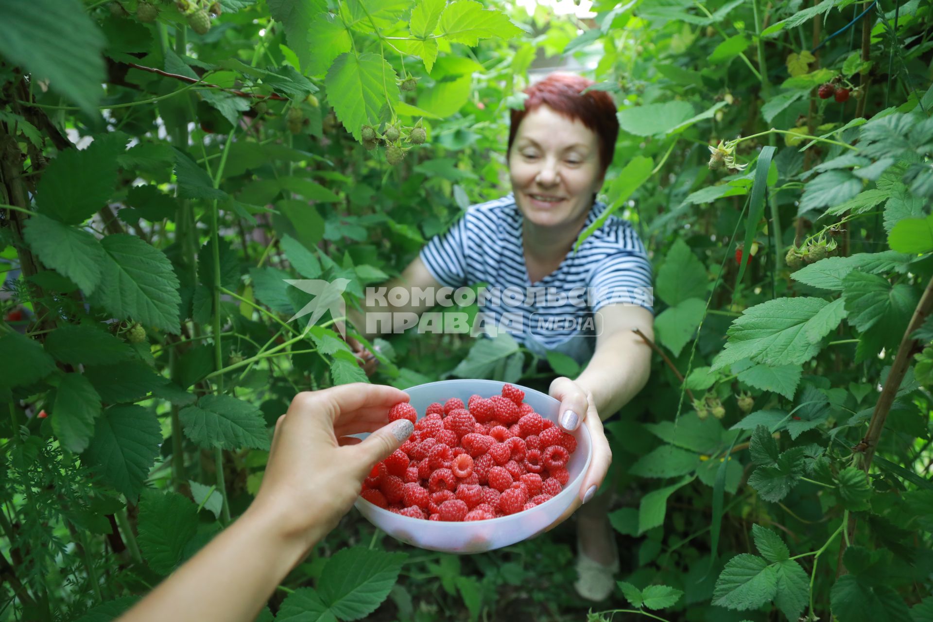 Красноярск. Женщина собирает малину.