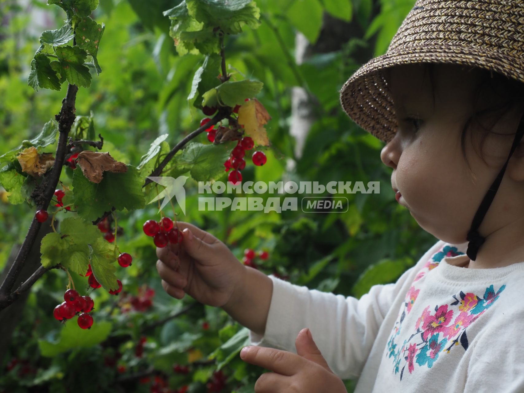 Московская область. Девочка срывает ягоды смородины.