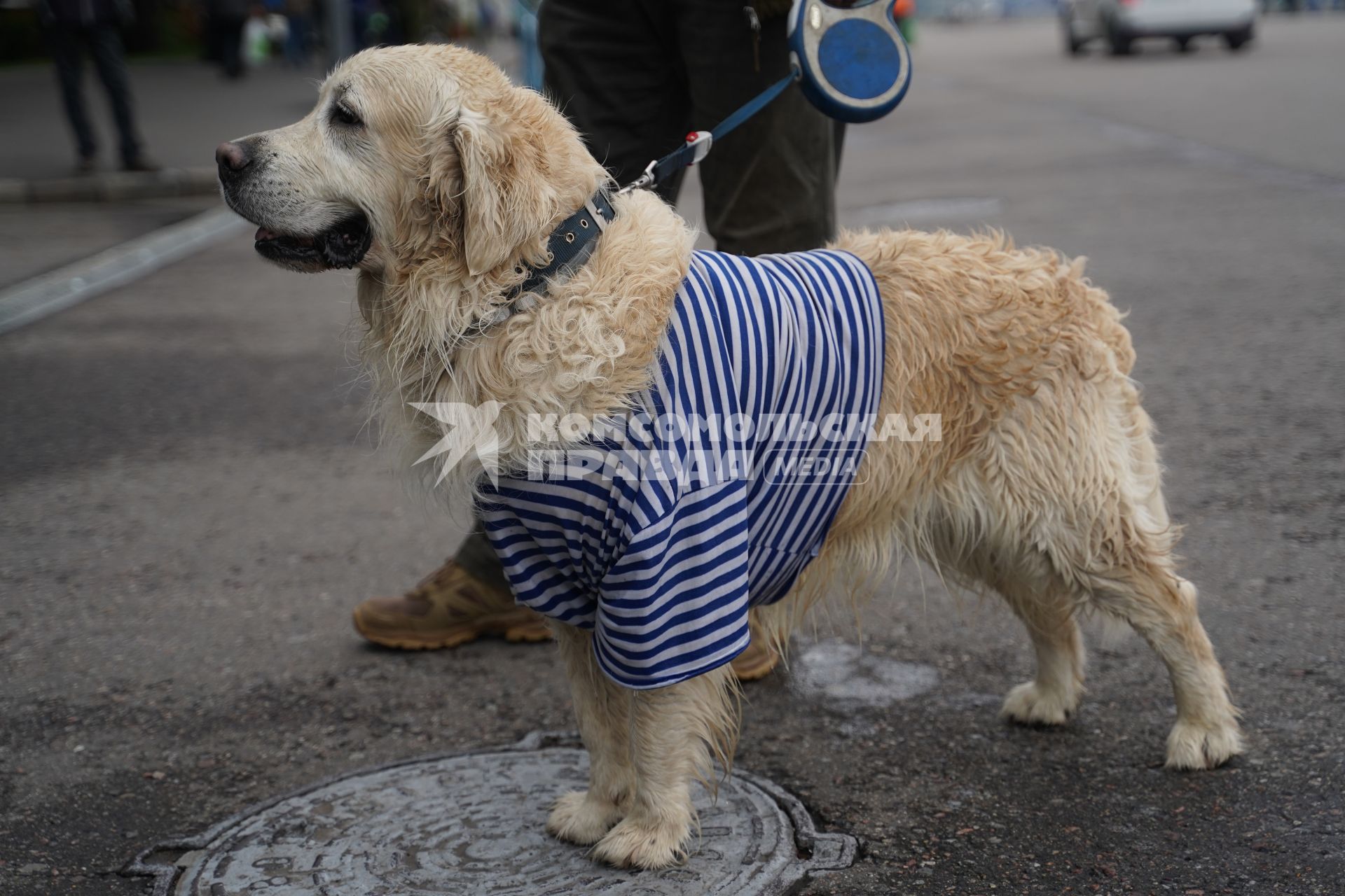 Москва. Собака породы ретривер  во время празднования Дня Воздушно-десантных войск.