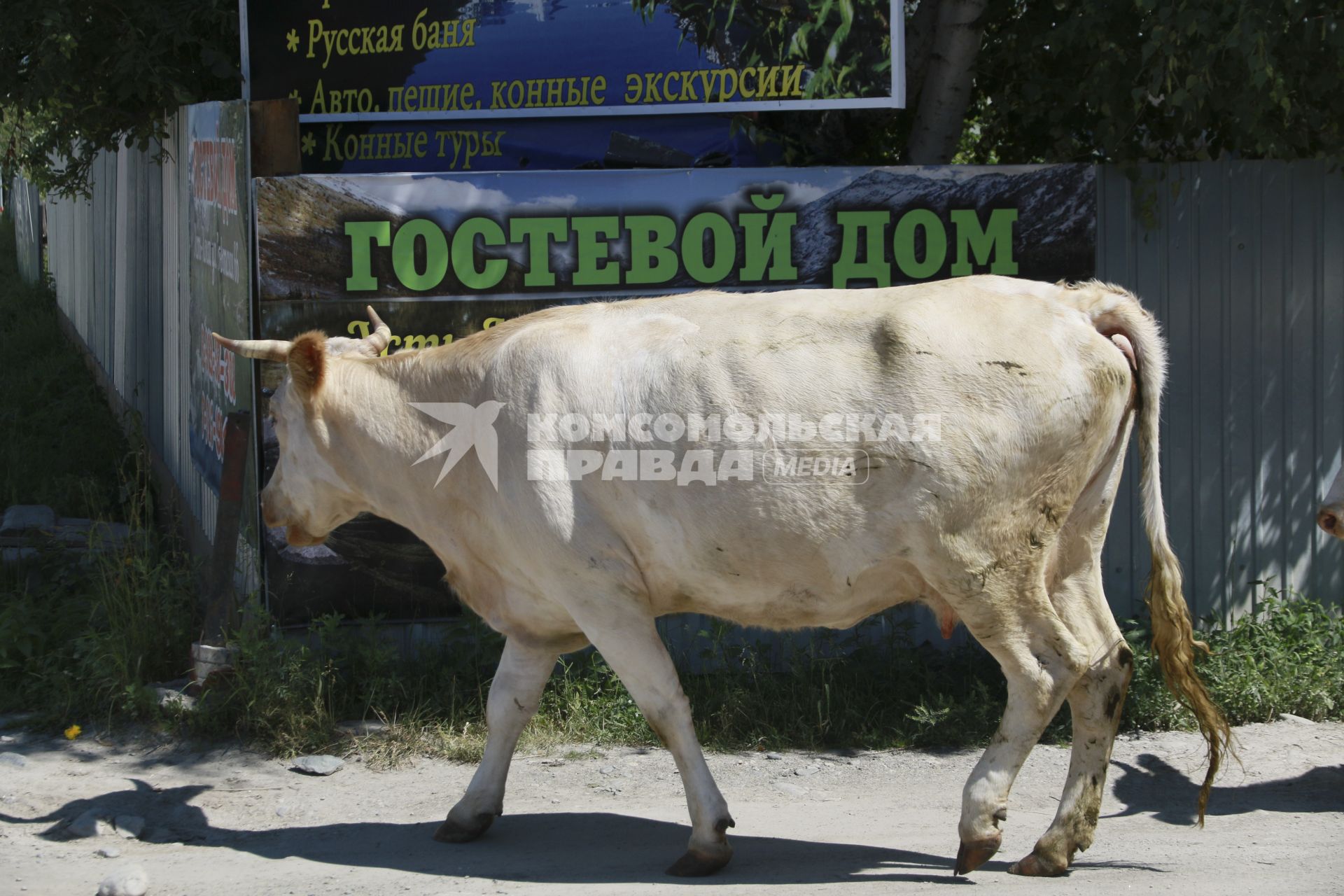 Горный Алтай.  Корова у Гостевого дома.