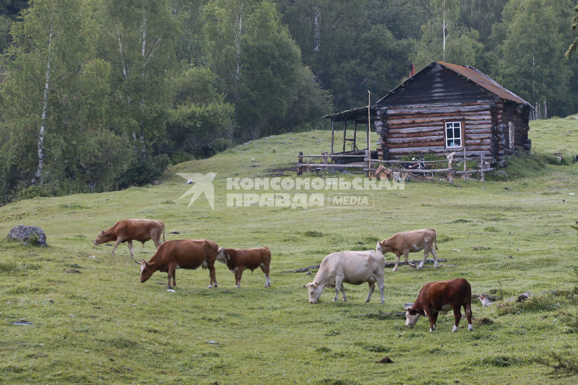 Горный Алтай.  Коровы пасутся в горах.