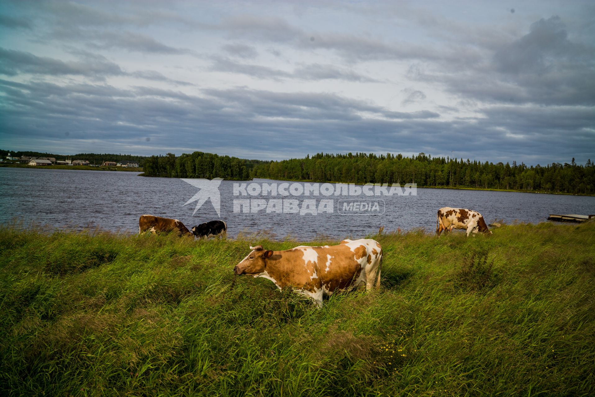 Соловки, Соловецкий монастырь.  Коровы на пастбище.