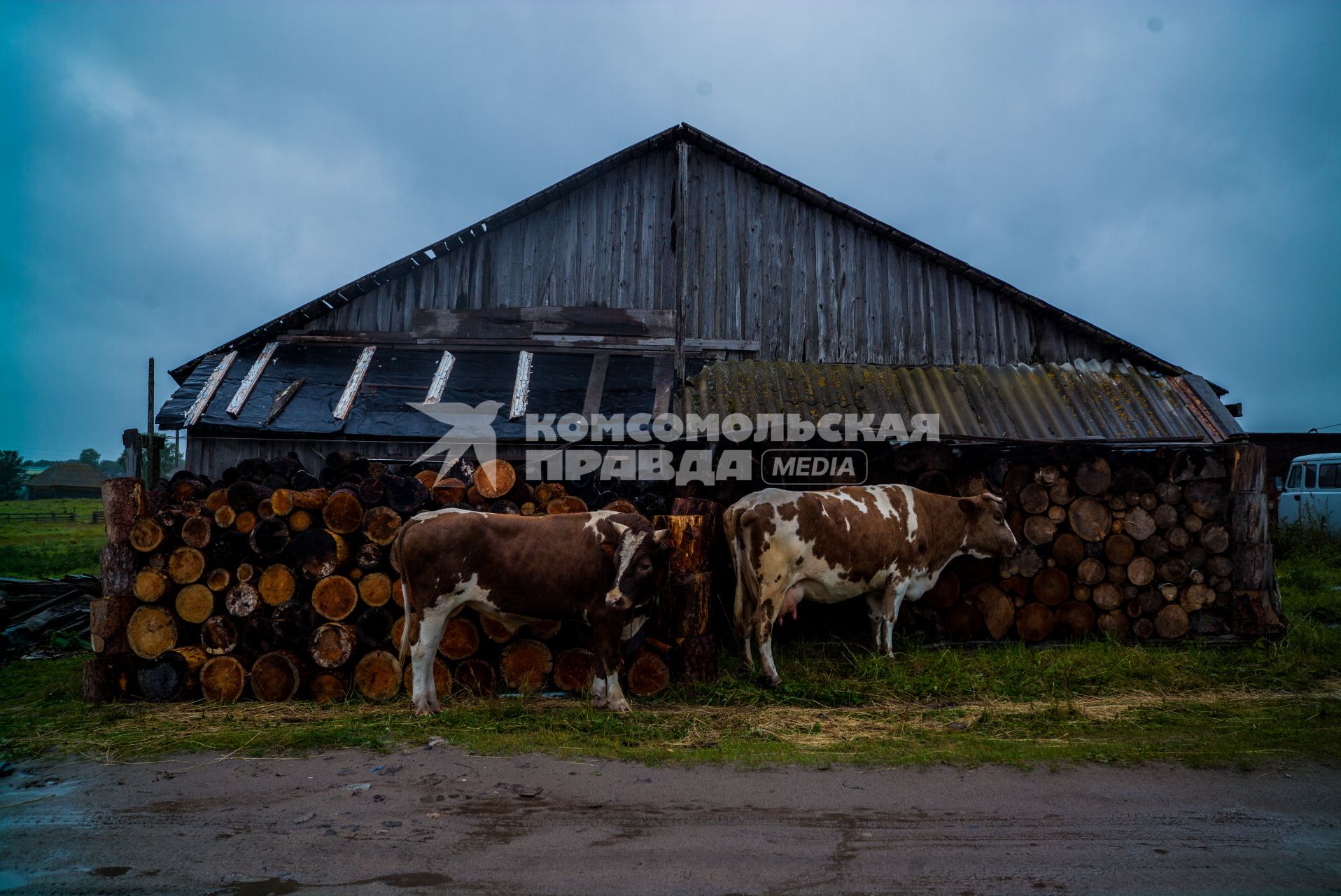 Соловки, Соловецкий монастырь.  Коровы у поленницы дров.