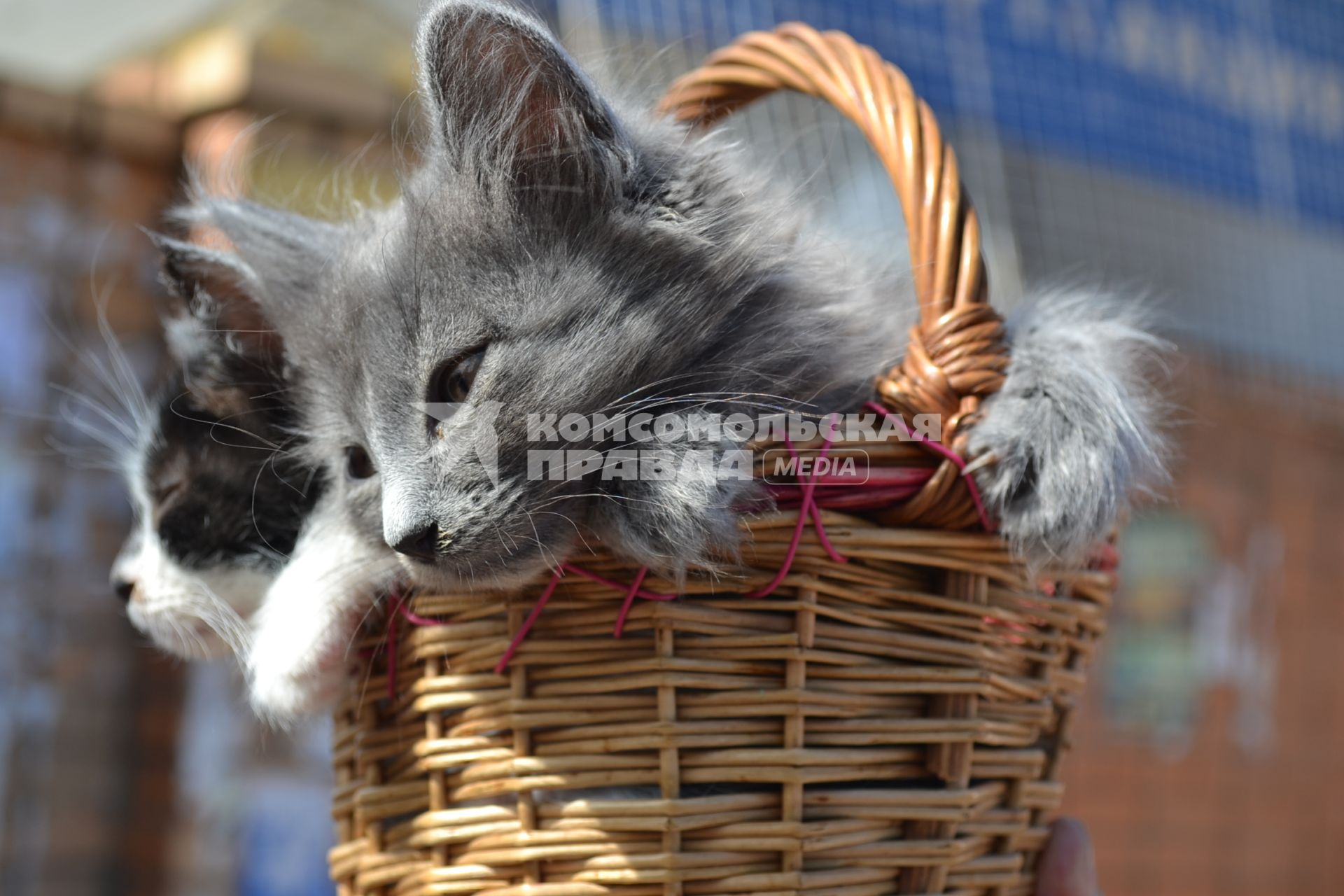 Москва. Котята в корзинке.