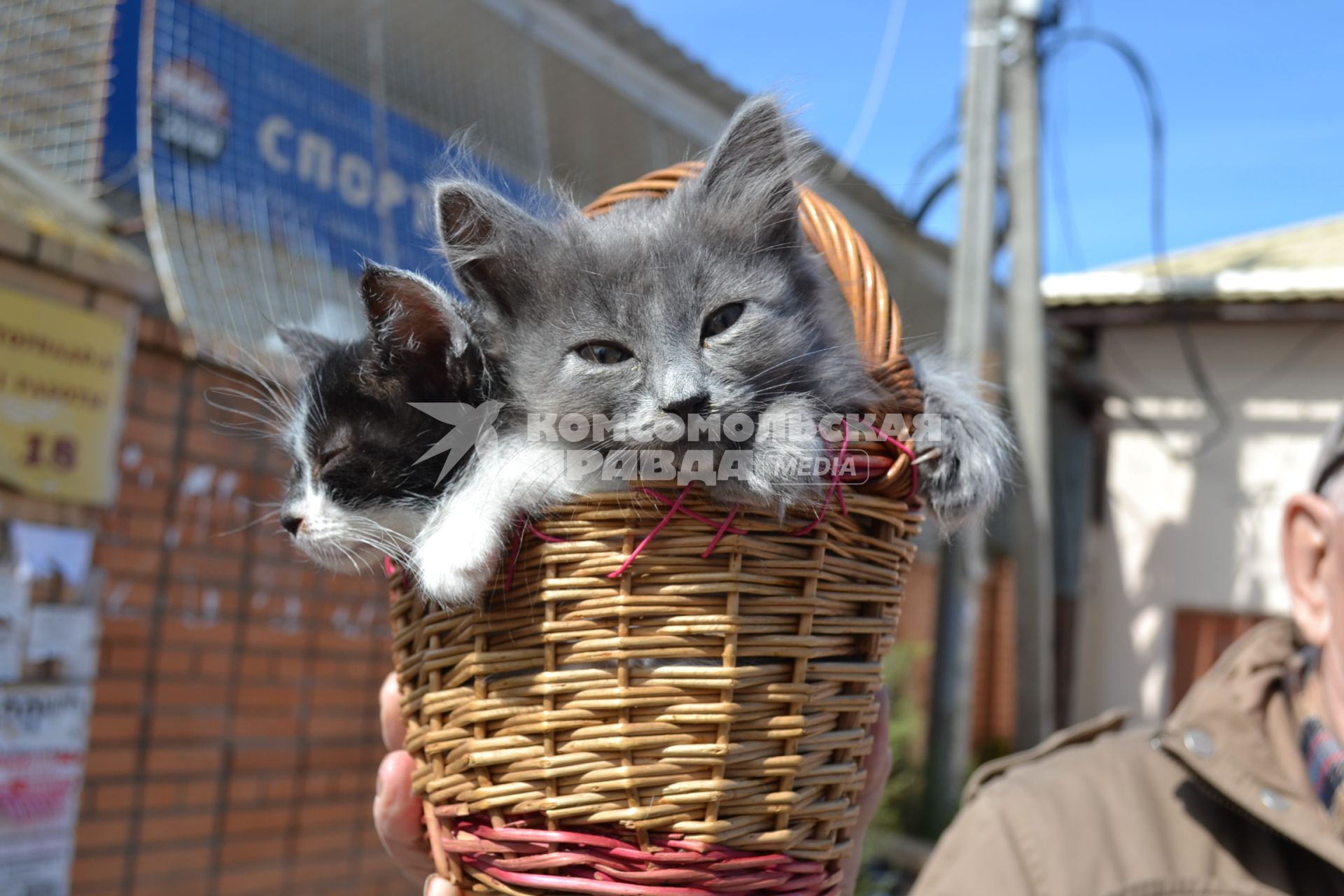 Москва. Котята в корзинке.