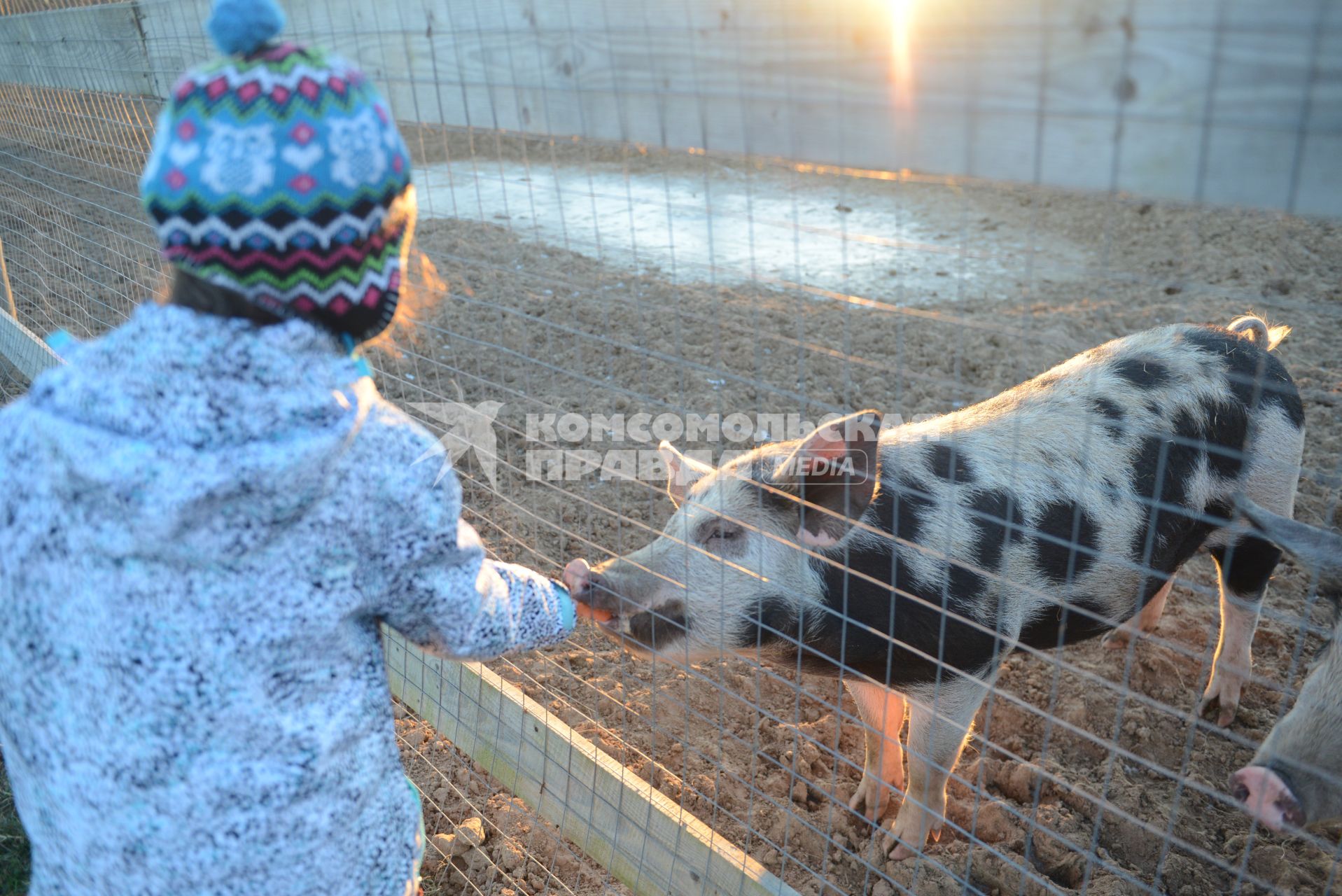 Тверская область. Девочка кормит свинью.