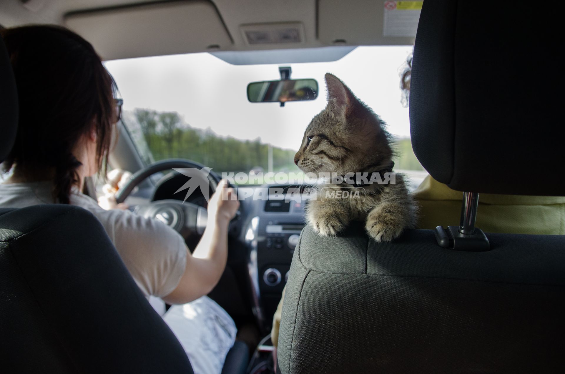 Самара.  Котенок в автомобиле.