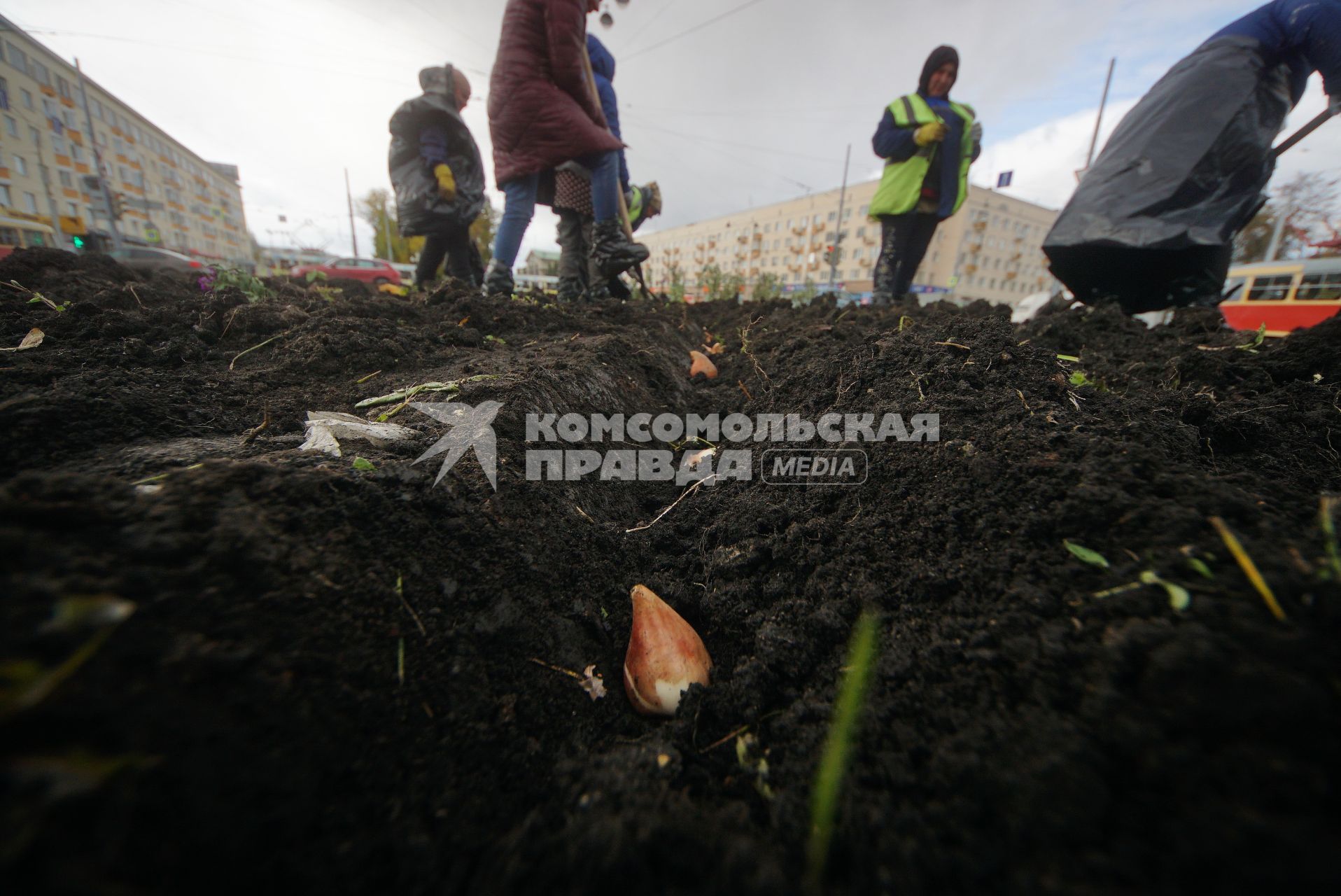 Екатеринбург. Женщины высаживают луковицы тюльпана в клумбу перед началом зимы.