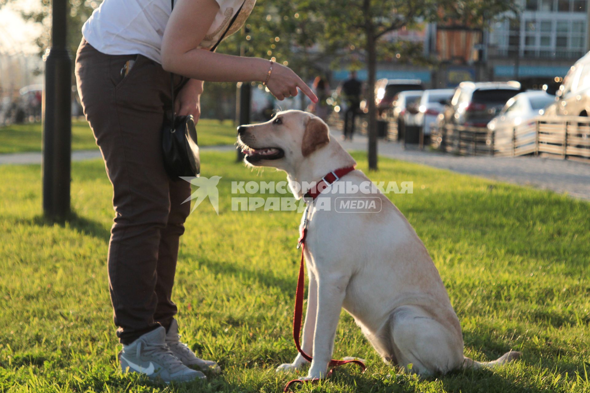 Иркутск. Девушка дрессирует  собаку породы лабрадор во  время прогулки.
