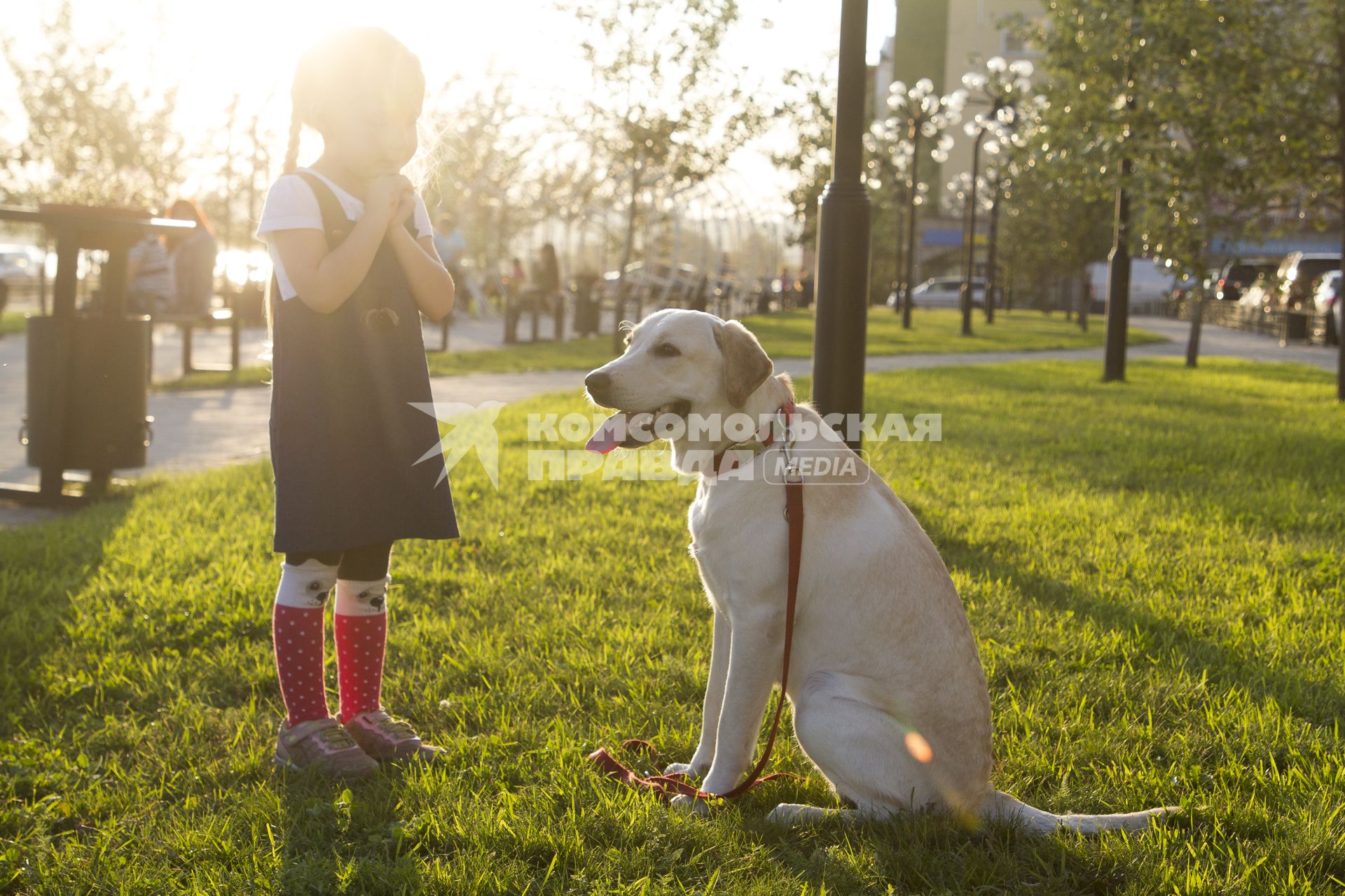 Иркутск.   Девочка с собакой породы лабрадор во  время прогулки.