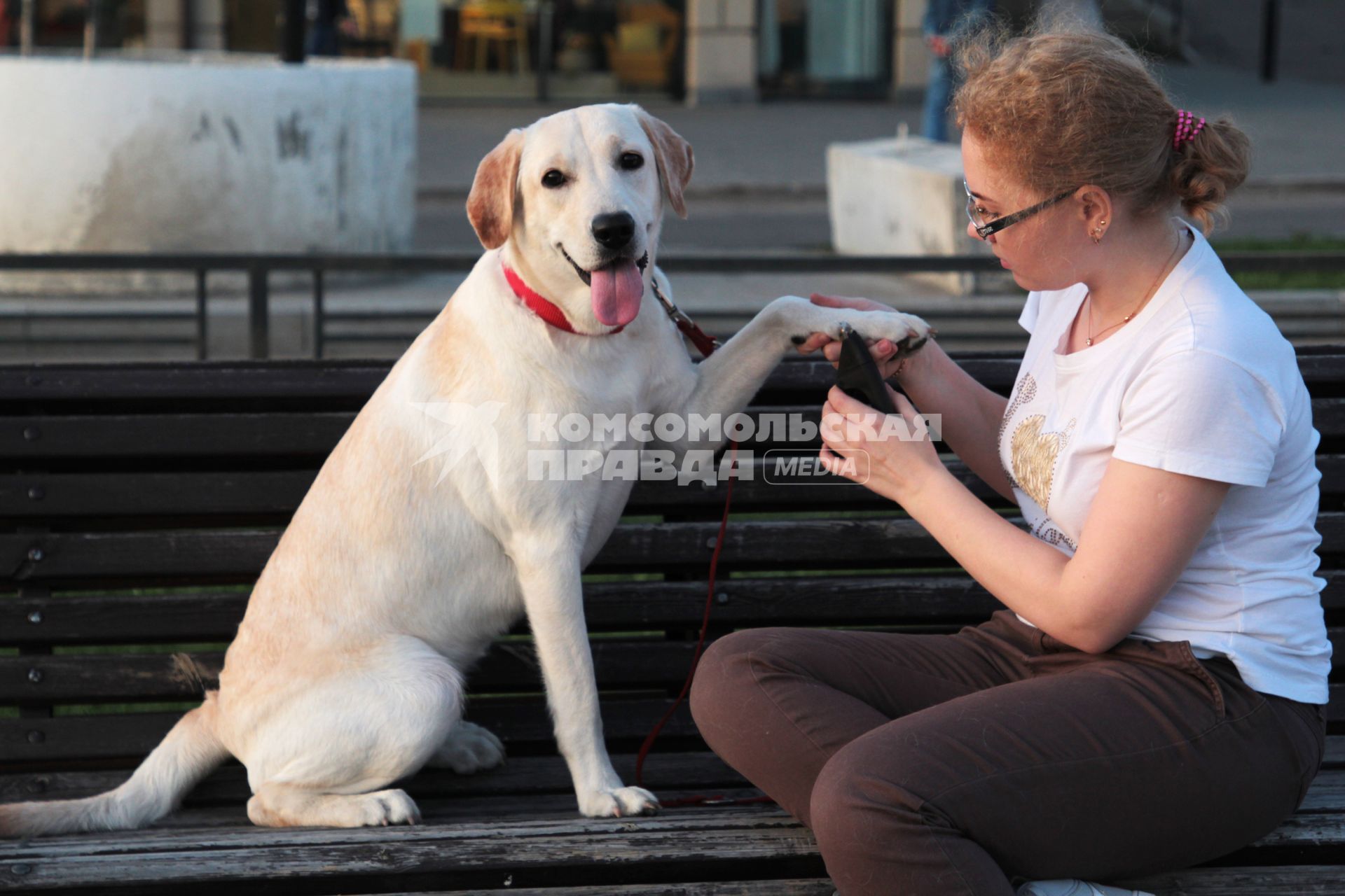 Иркутск.    Девушка с собакой породы лабрадор во  время прогулки.