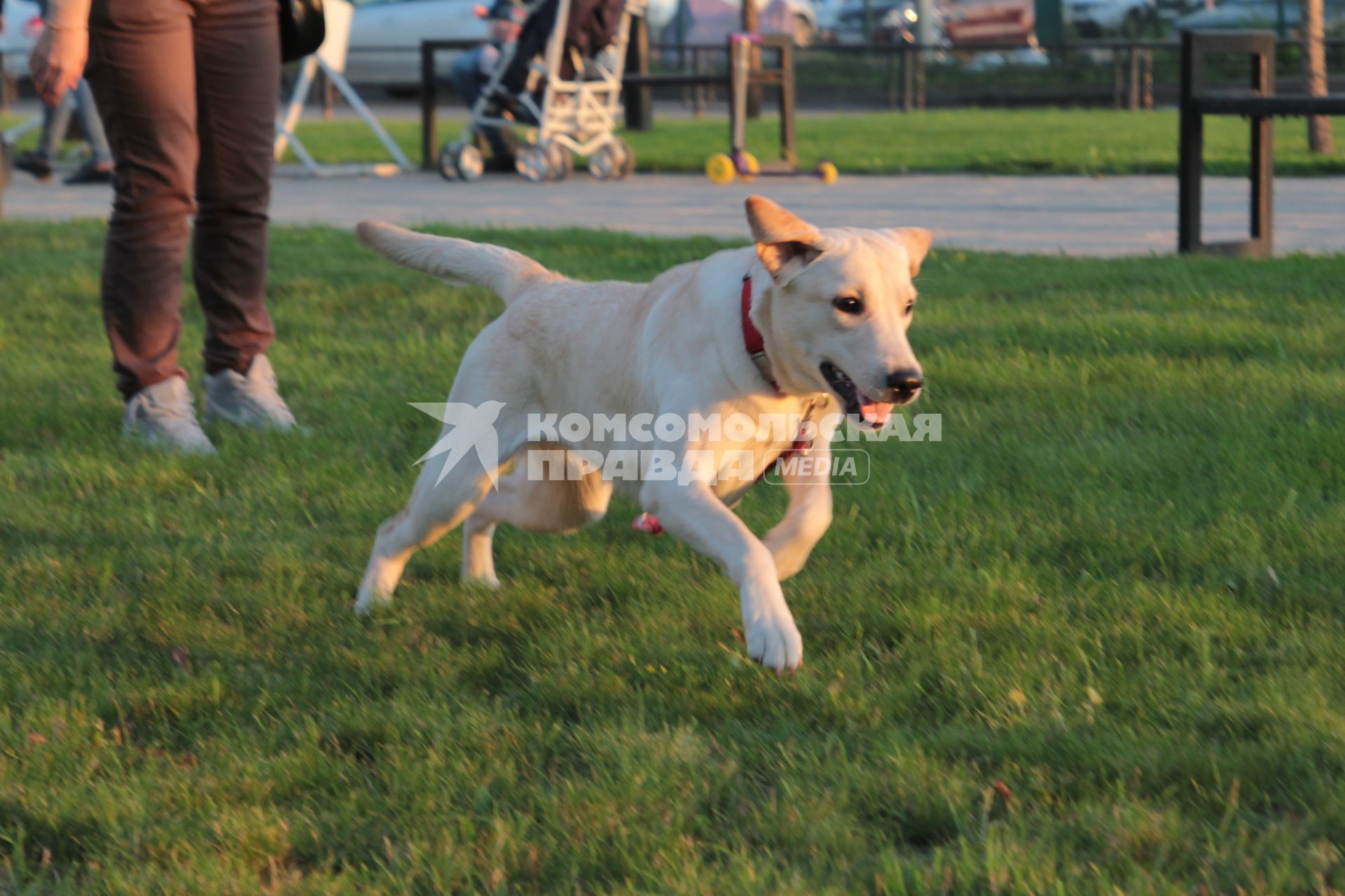 Иркутск.  Собака  породы лабрадор во  время прогулки.