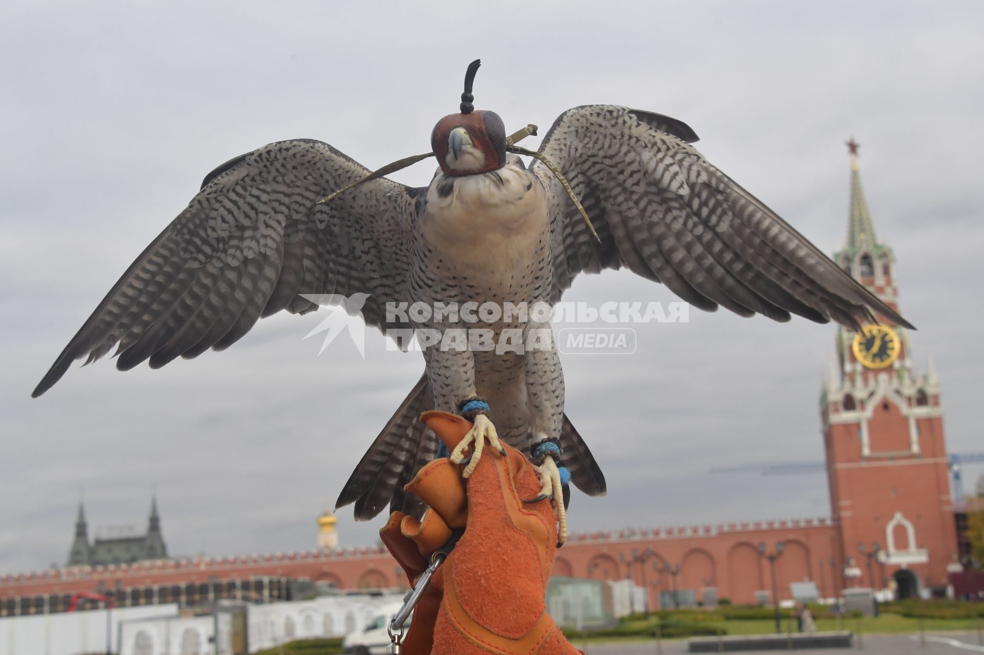 Москва.  Сотрудник орнитологической службы  Кремля держит ястреба.