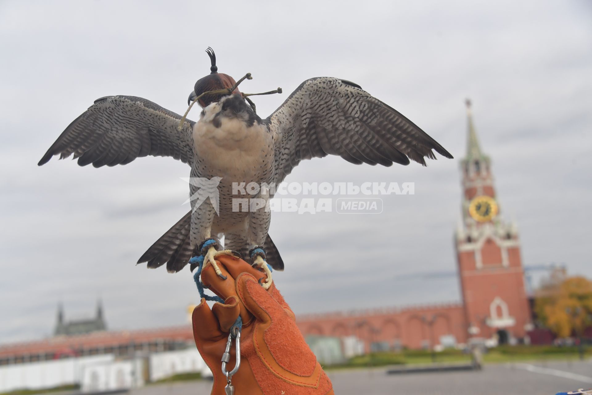 Москва.  Сотрудник орнитологической службы  Кремля держит ястреба.