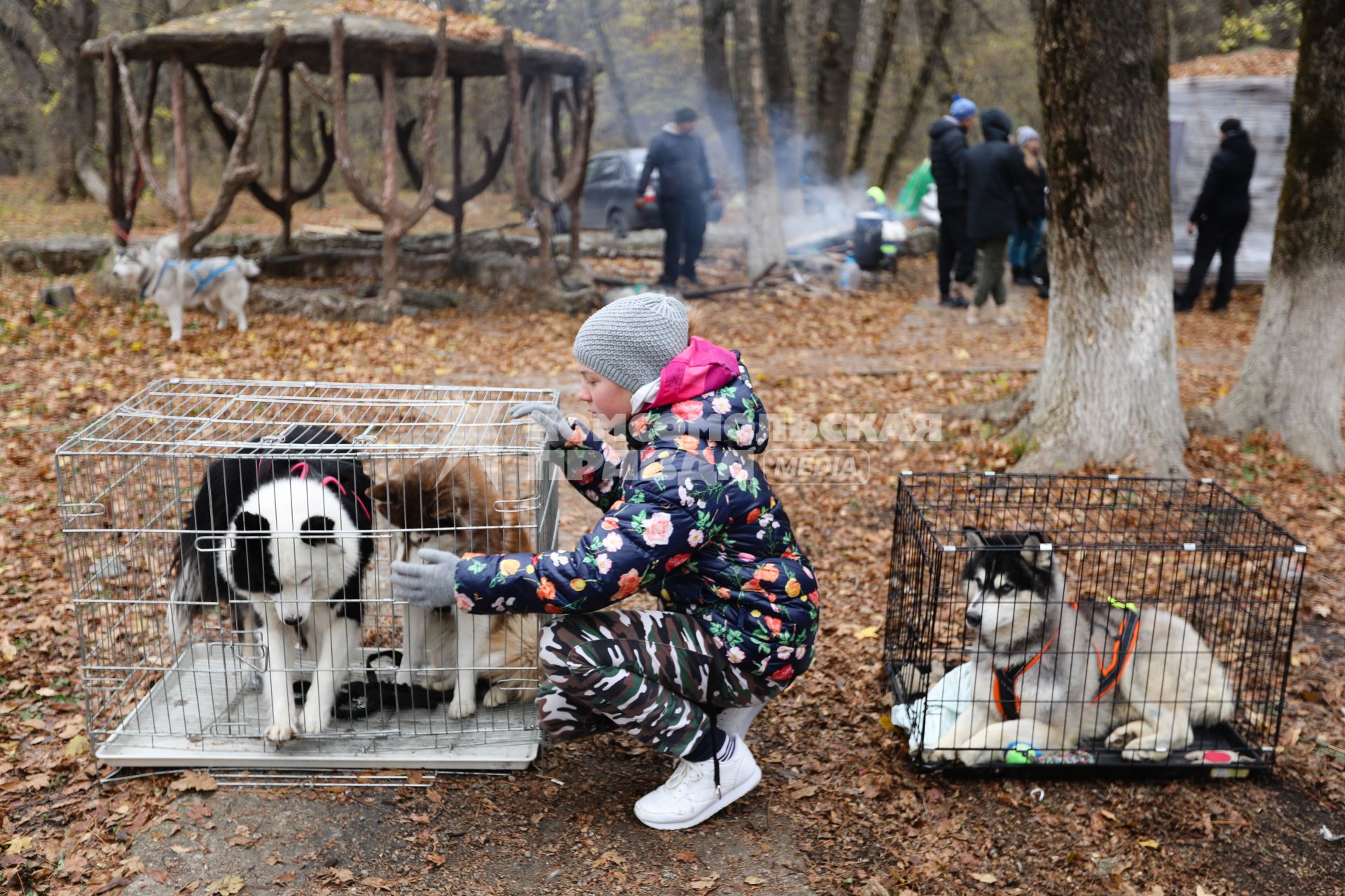 Ставрополь. Во время  бесснежных гонок `Южный Крест - 2019` на собачьих упряжках.