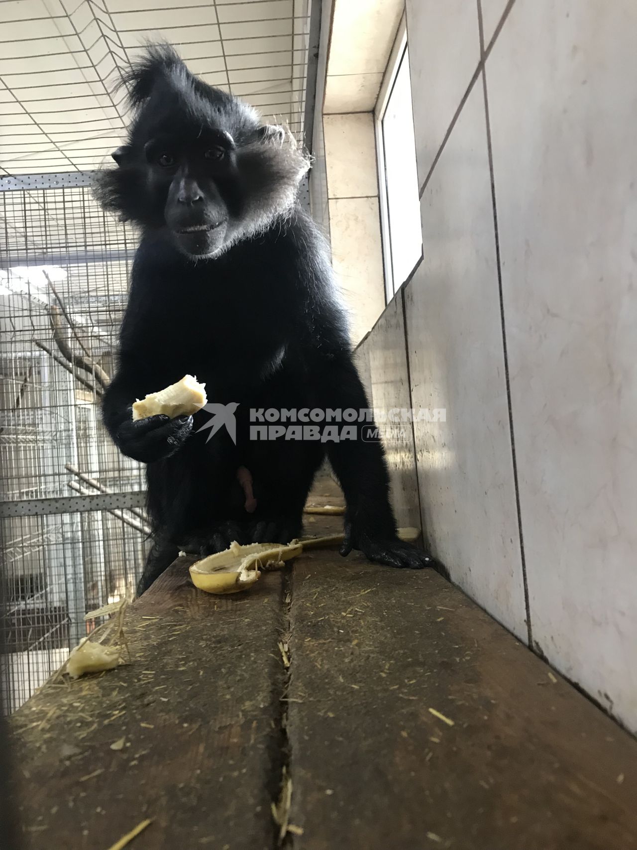Диск 368 черная обезьяна с бананом