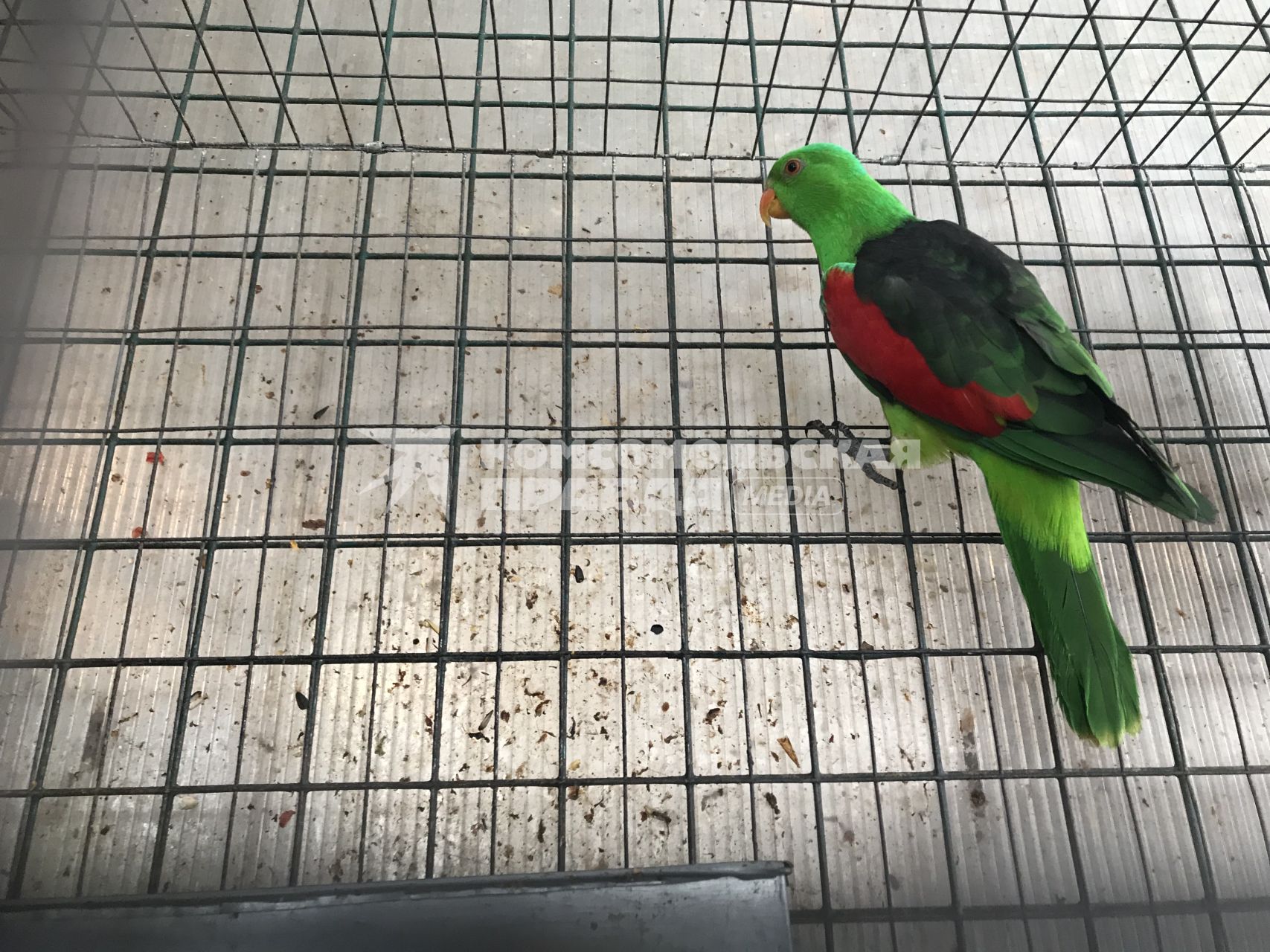 Диск 368 зеленый  попугай в клетке