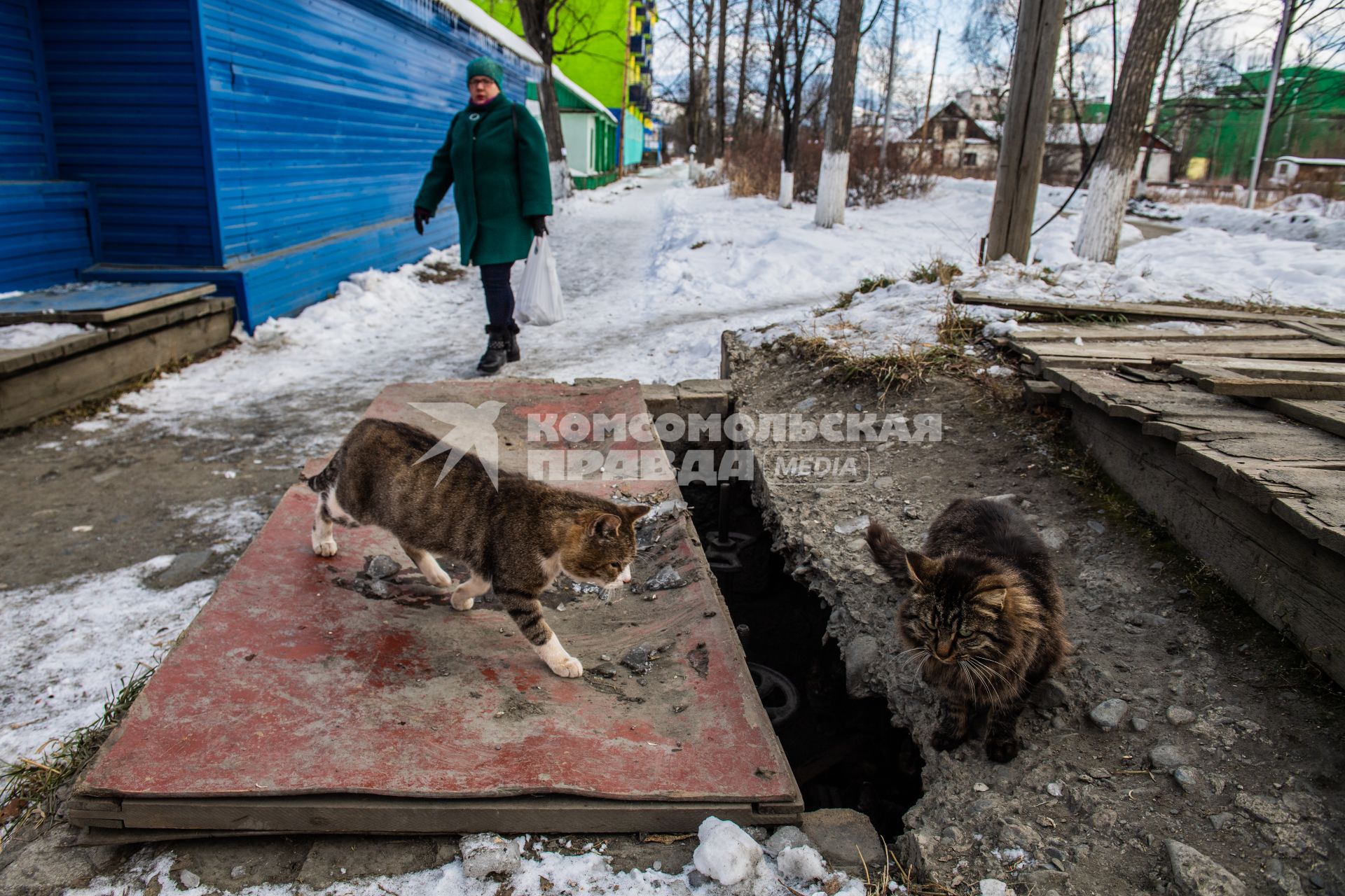 Магаданская область,  Усть-Омчуг. Котята греются на теплотрассе.