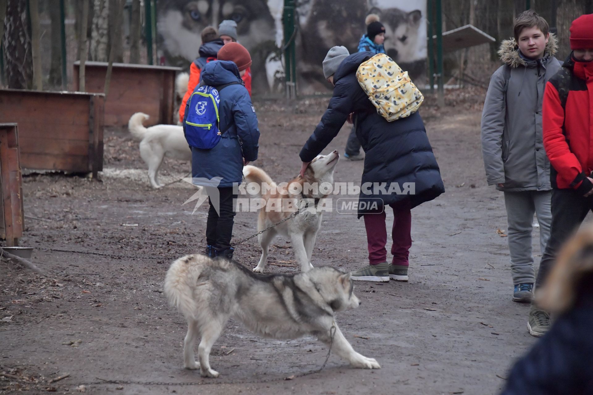 Москва. Во время открытия  социальной реабилитационной программы  `По пути с хаски` в парке Сокольниках.