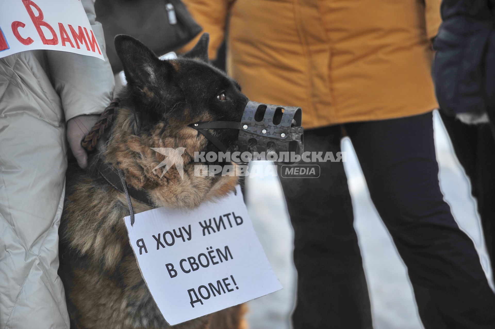 Екатеринбург. Собака на митинге против сноса домов в цыганском поселке