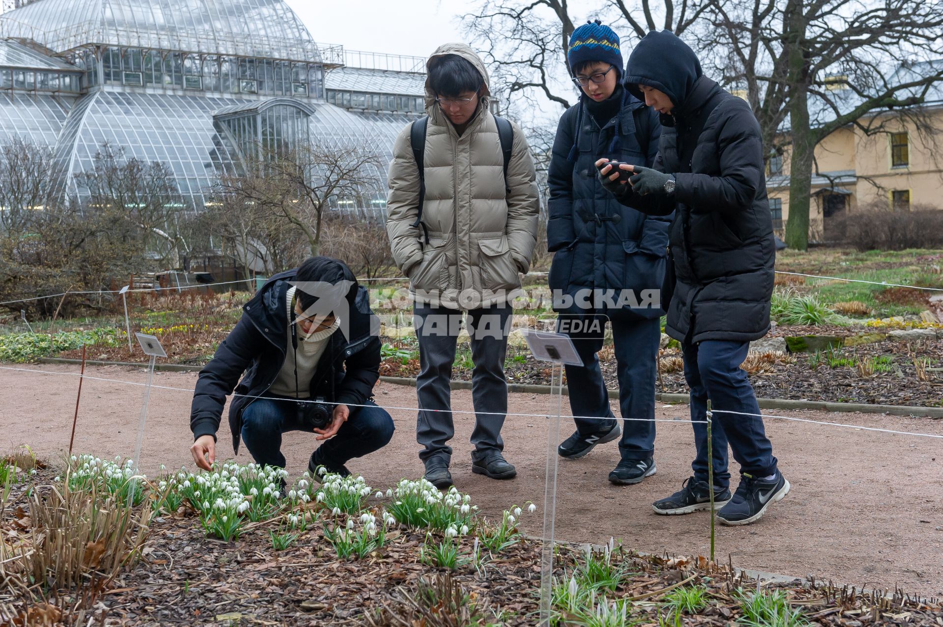 Санкт-Петербург.  Посетители фотографируют  Белоснежный подснежник   в Ботаническом саду Петра Великого.