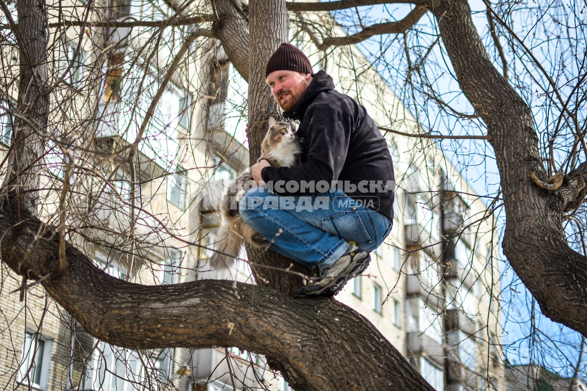 Новосибирск.  Мужчина снимает кошку с дерева.