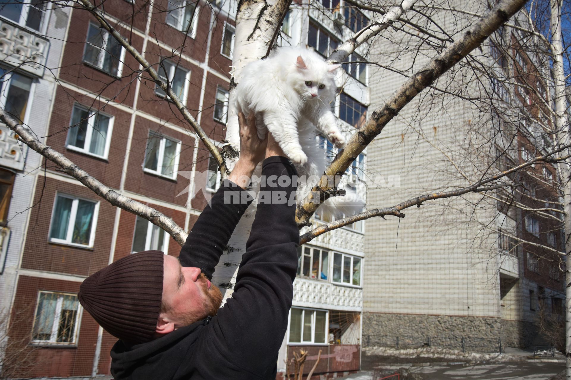 Новосибирск.  Мужчина снимает кошку с дерева.