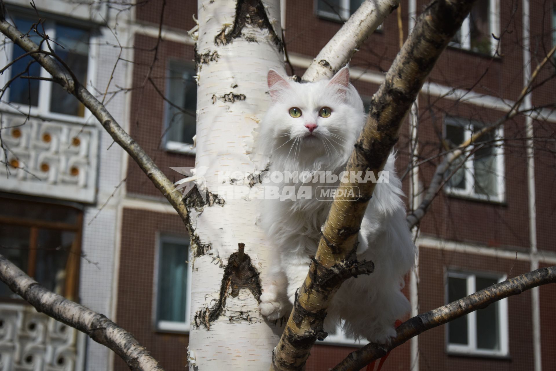 Новосибирск. Кошка на дереве.