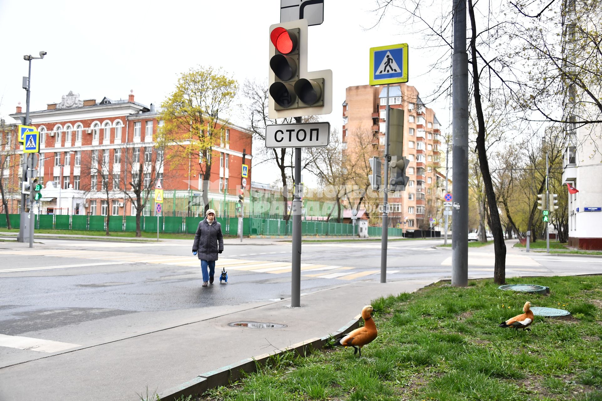 Москва.  Красные утки (огари) на одной из улиц города.