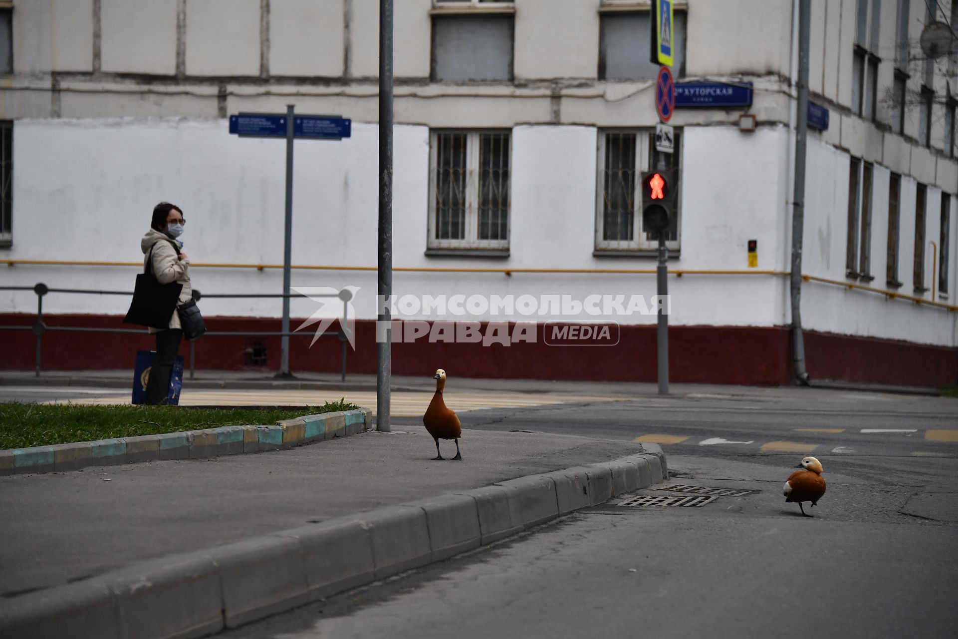 Москва.  Красные утки (огари) на одной из улиц города.