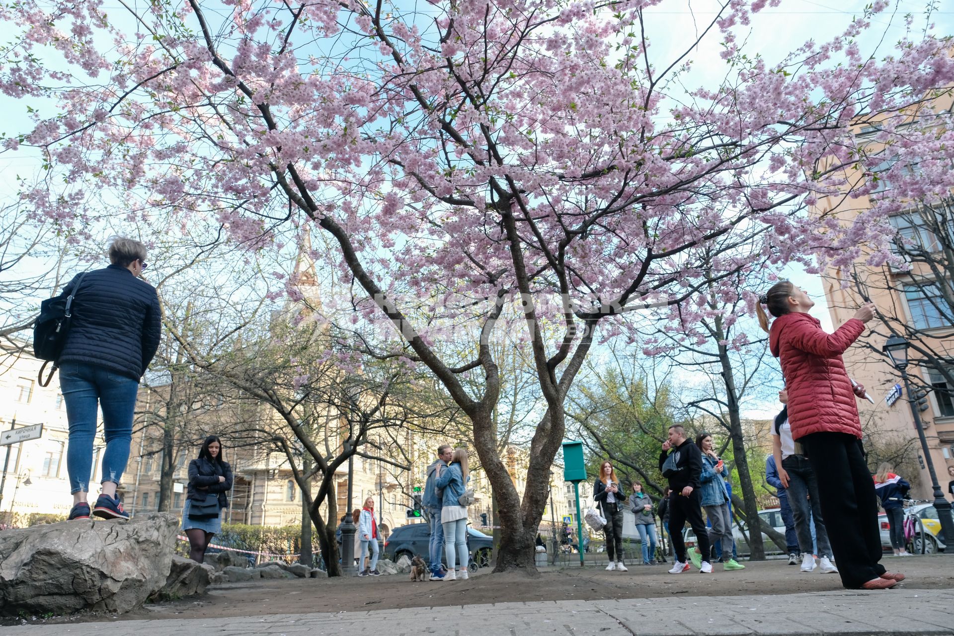 Санкт-Петербург. Посетители китайского `Сада дружбы` гуляют около цветущих сакур.