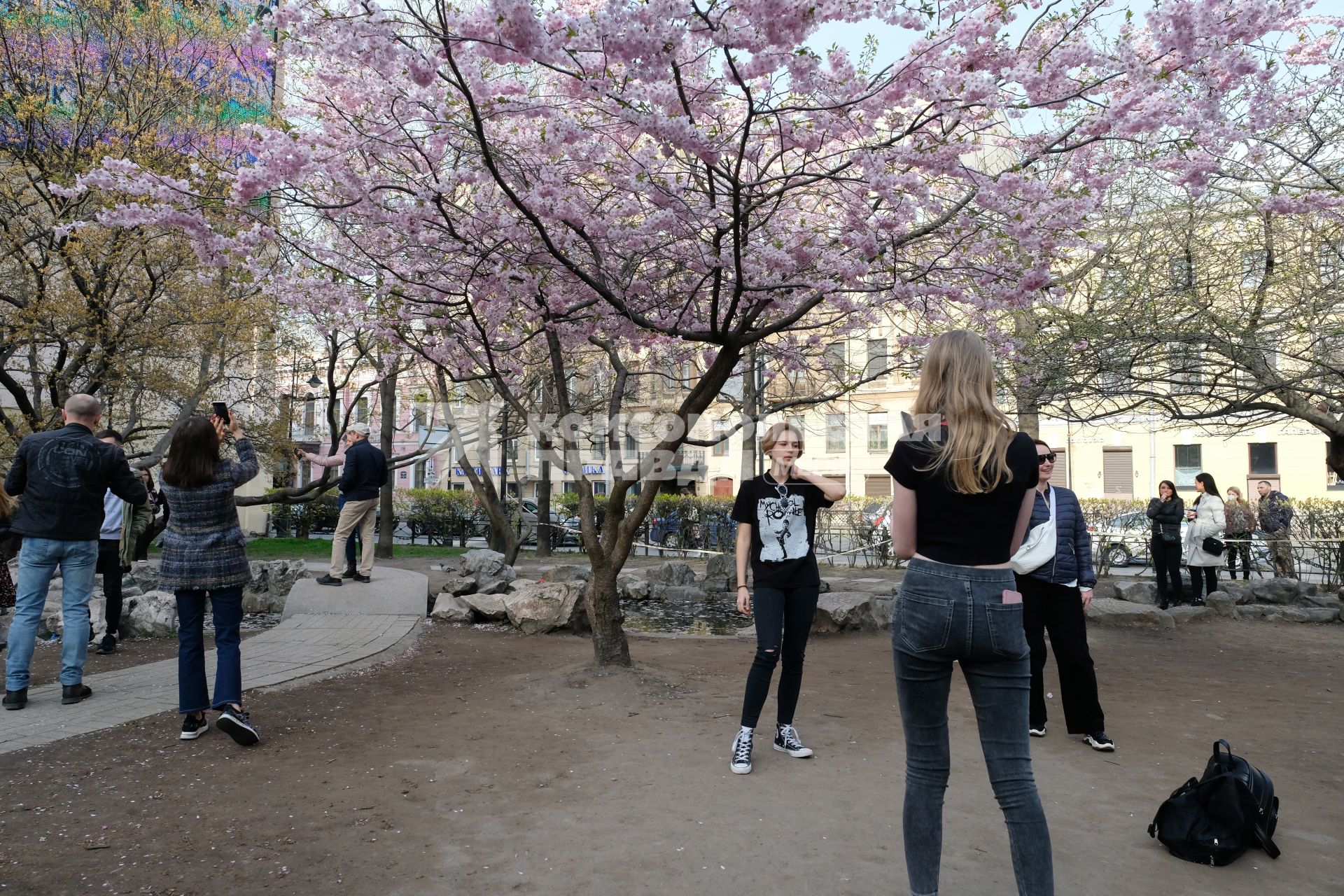 Санкт-Петербург. Посетители китайского `Сада дружбы` гуляют около цветущих сакур.