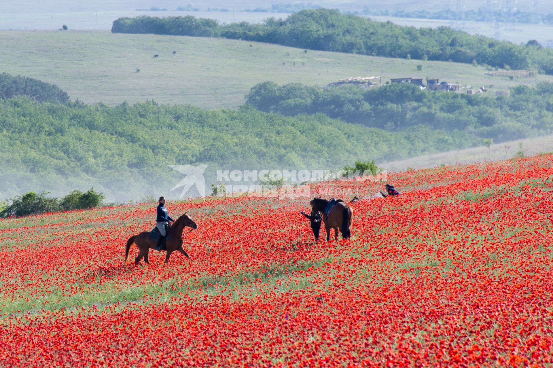 Крым, Село Терновка. Всадник  на маковом поле.