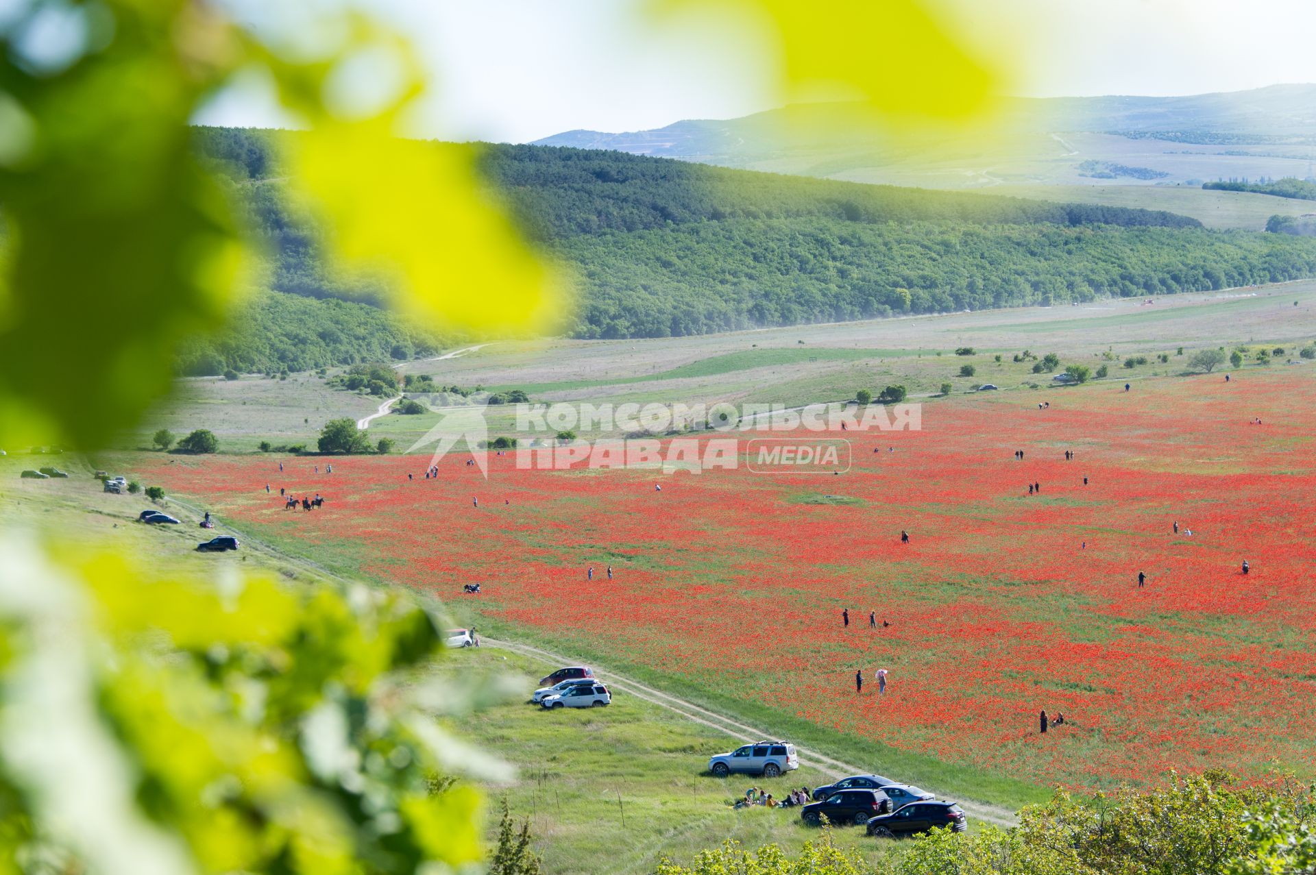 Крым, Село Терновка. Отдыхающие на маковом поле.