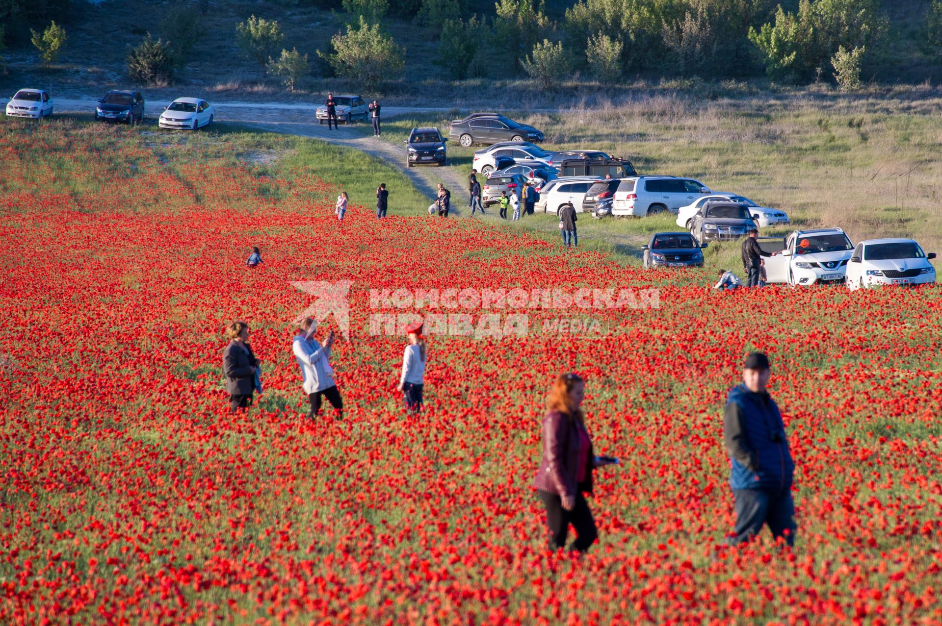 Крым, Село Терновка. Отдыхающие на маковом поле.