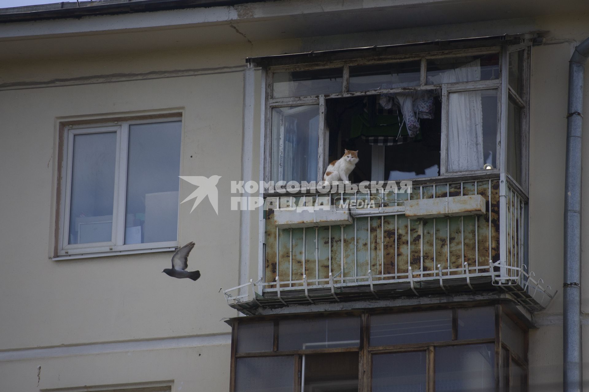 Екатеринбург. Кот сидя на барконе наблюдает за пролетающим голубем