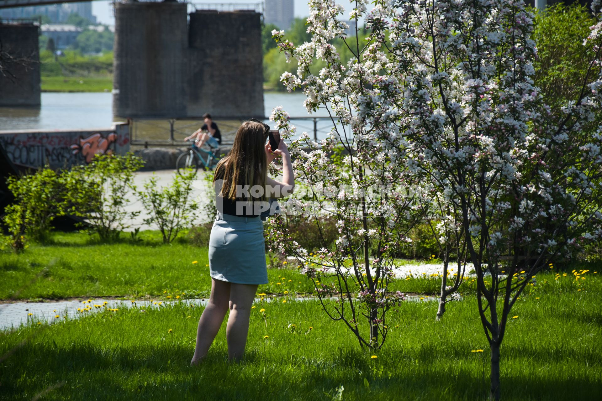 Новосибирск.  Девушка фотографирует цветущее дерево.