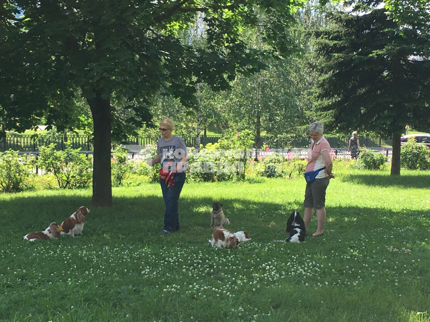 Москва.  Женщины гуляют  с собаками на газоне.