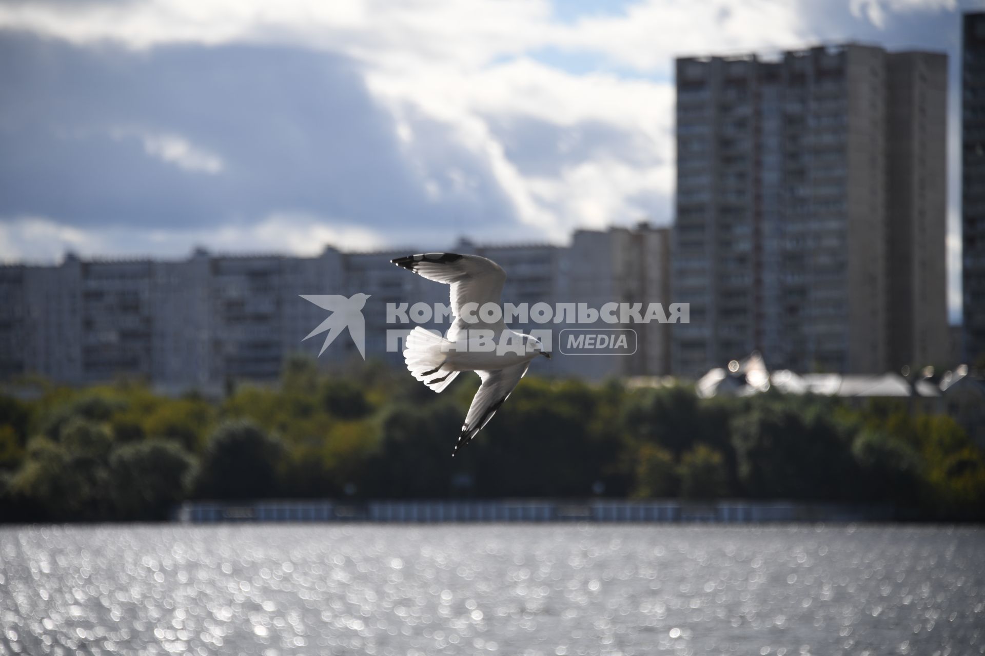 Москва. Чайка летает над Химкинским водохранилищем.