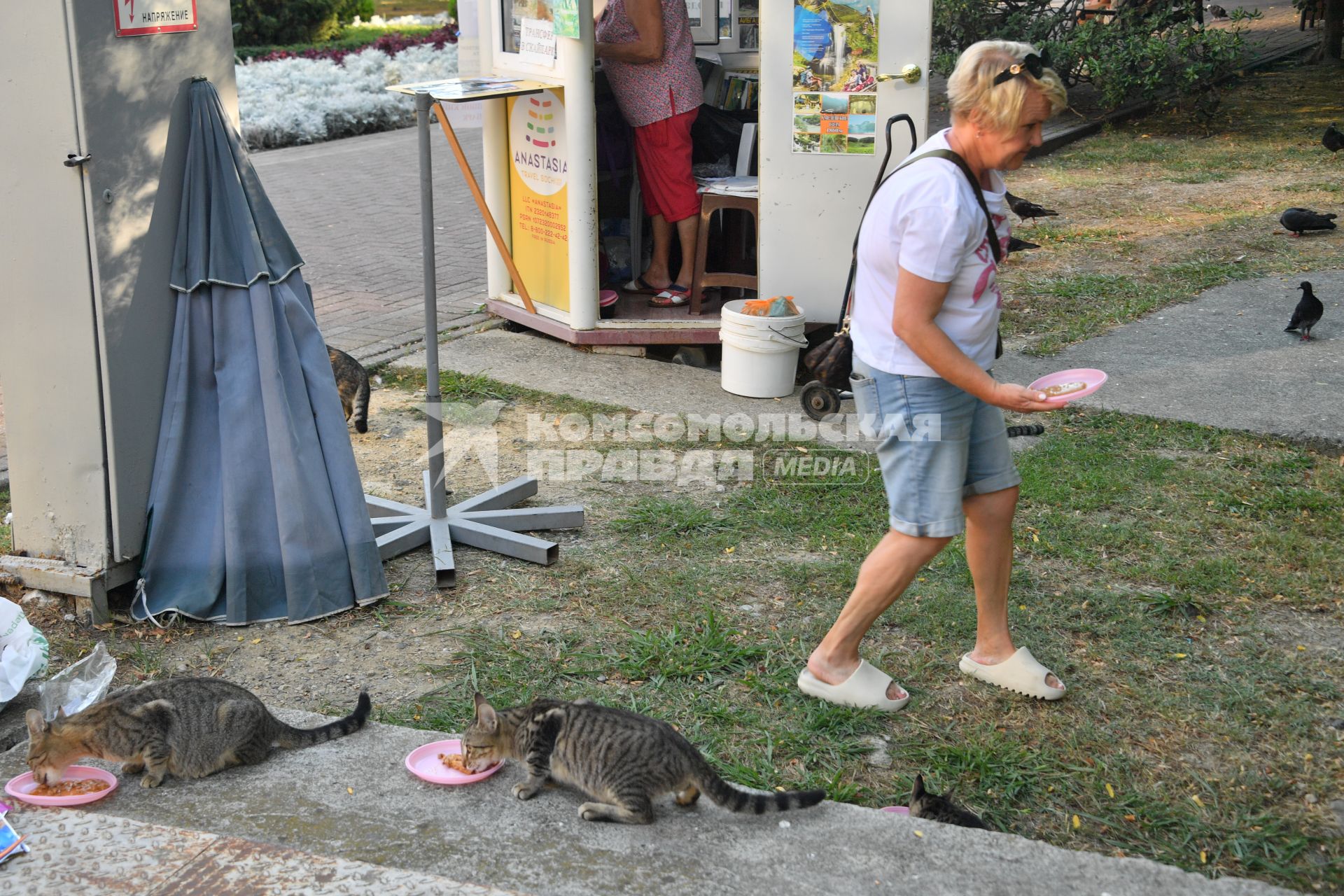 Сочи. Женщина кормит бездомных котов.