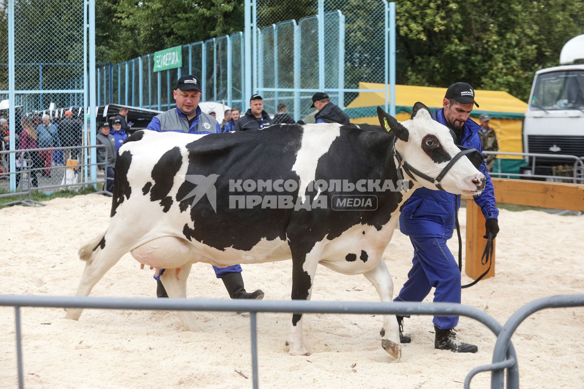 Минск. Корова на XXX Международной сельскохозяйственной выставке `Белагро-2020` на Футбольном манеже.