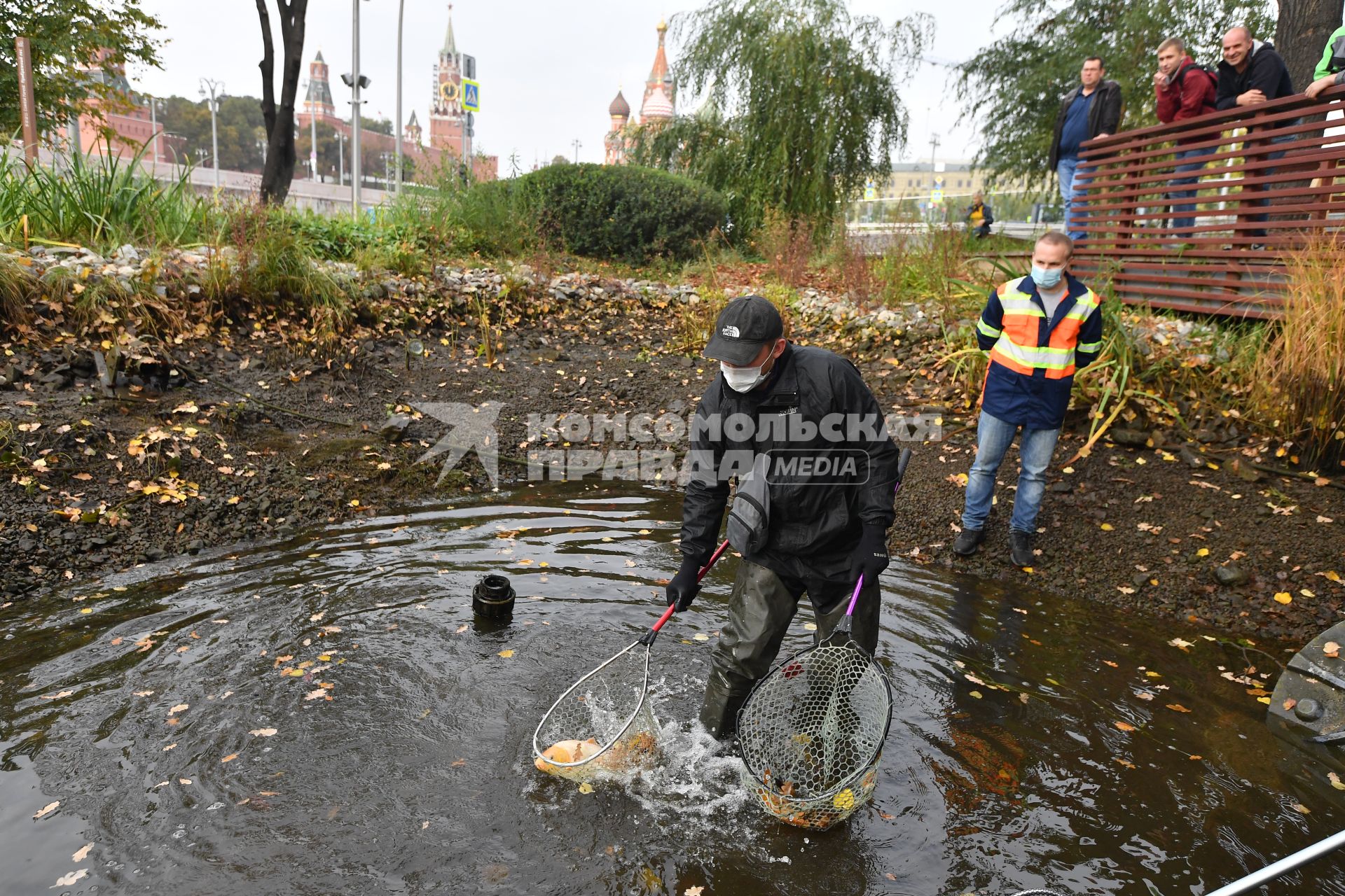 Москва. Вылов теплолюбивых карпов из прудов в парке `Зарядье` для отправки на зимовку.