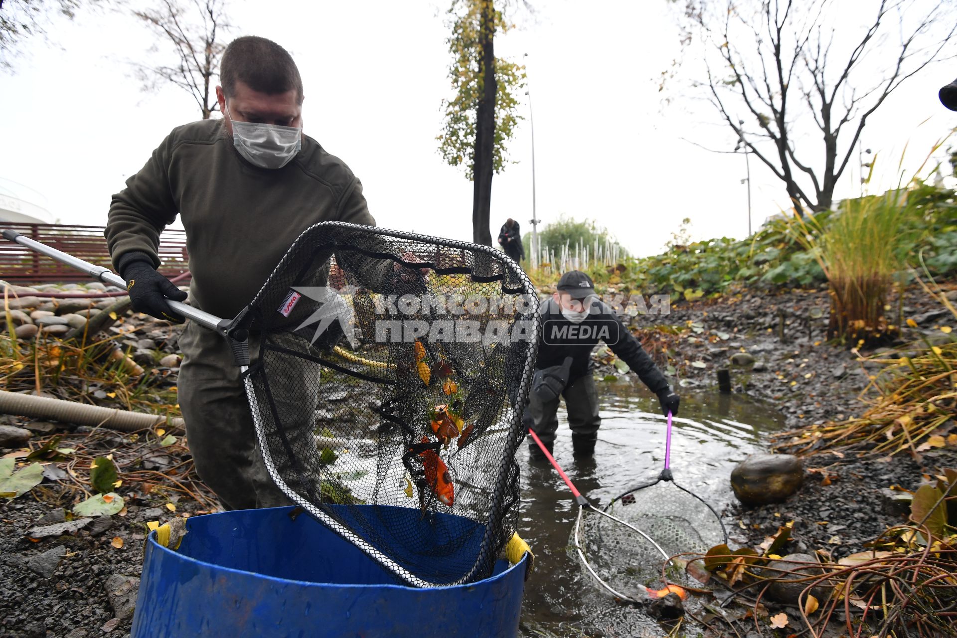 Москва. Вылов теплолюбивых карпов из прудов в парке `Зарядье` для отправки на зимовку.