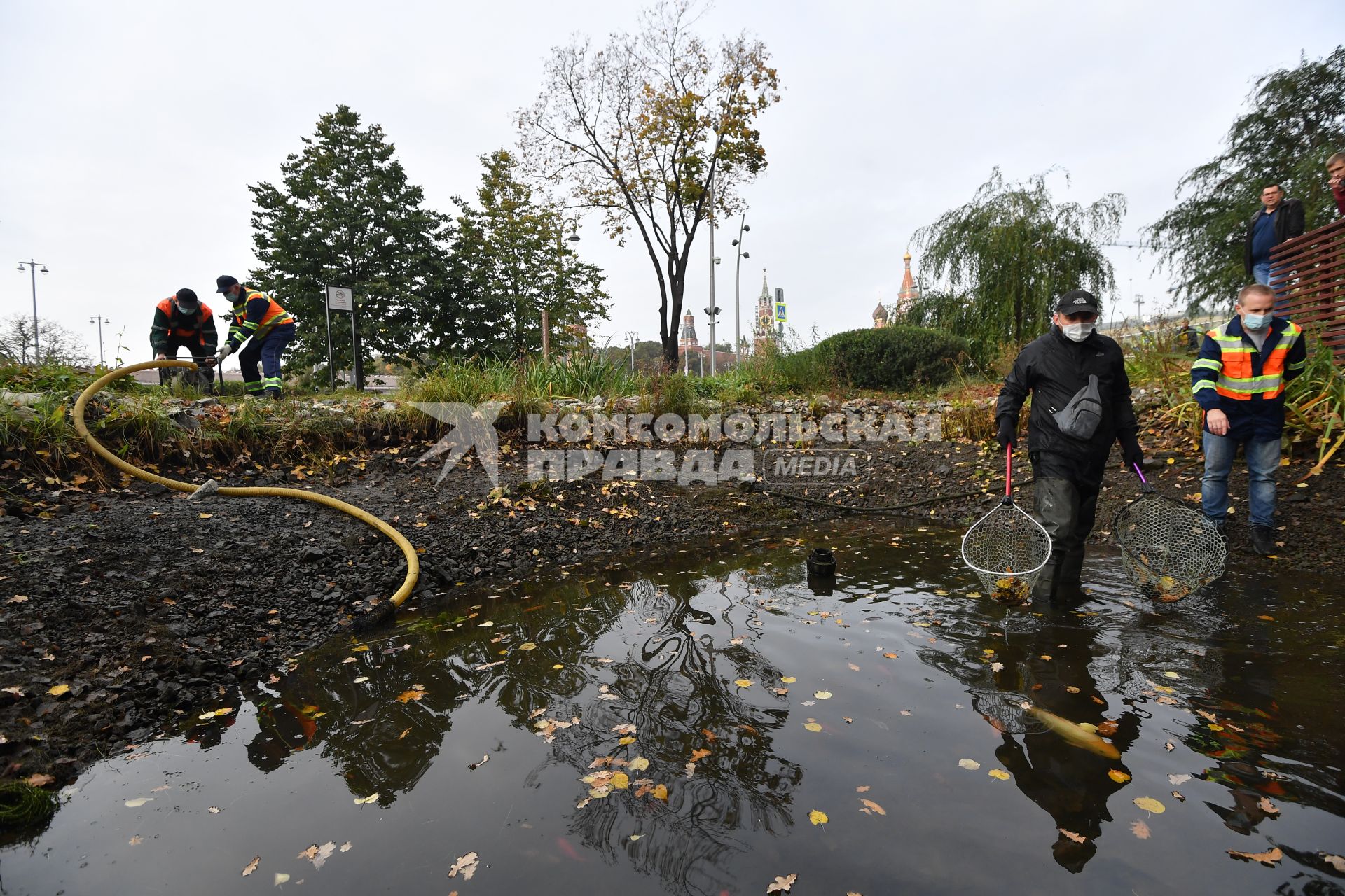 Москва. Вылов теплолюбивых карпов из прудов в парке `Зарядье` для отправки на зимовку.