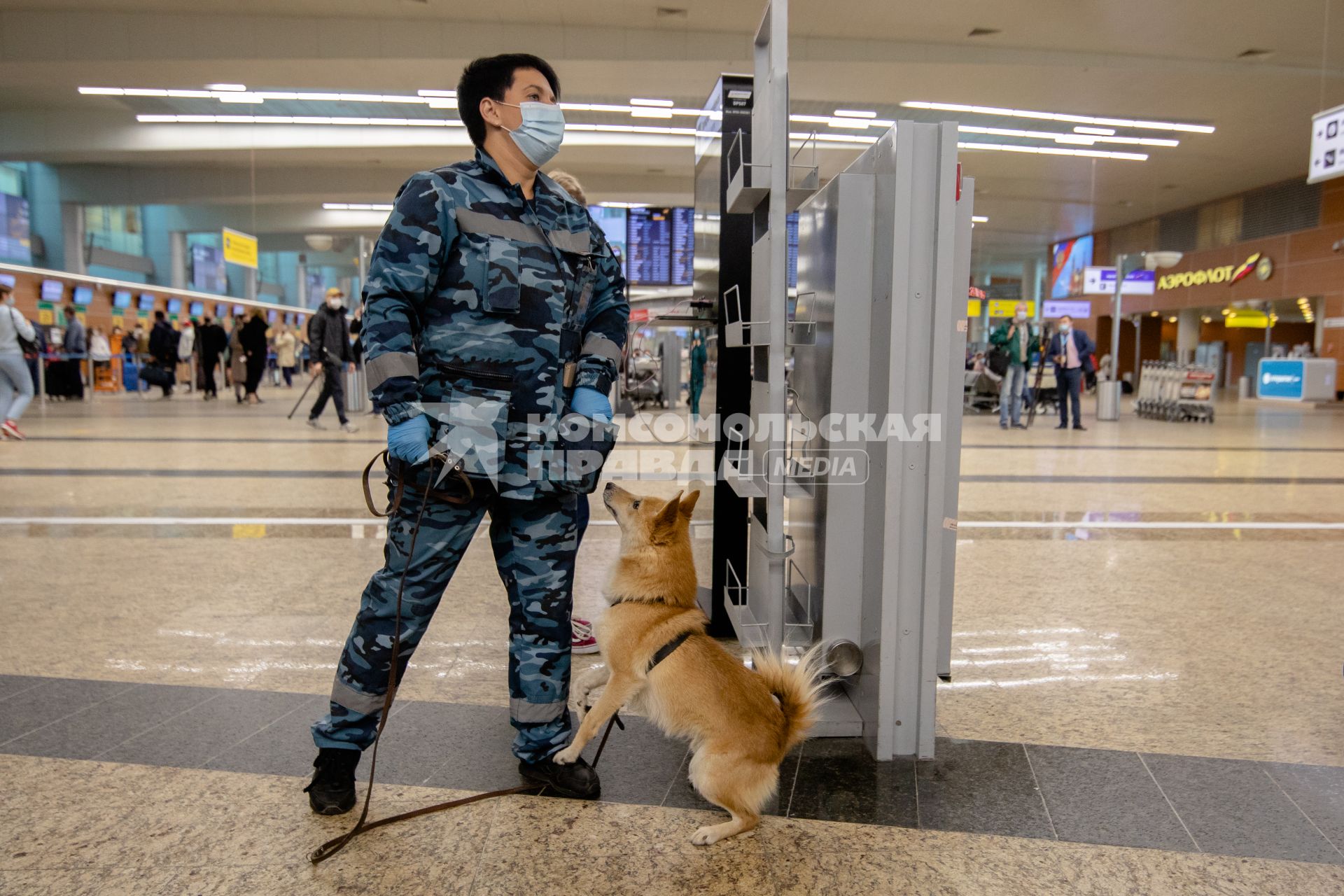 Москва, аэропорт Шереметьево. Сотрудница службы безопасности аэропорта со служебной собакой  породы шалайка (гибрид шакала и лайки) во время патрулирования аэропорта.