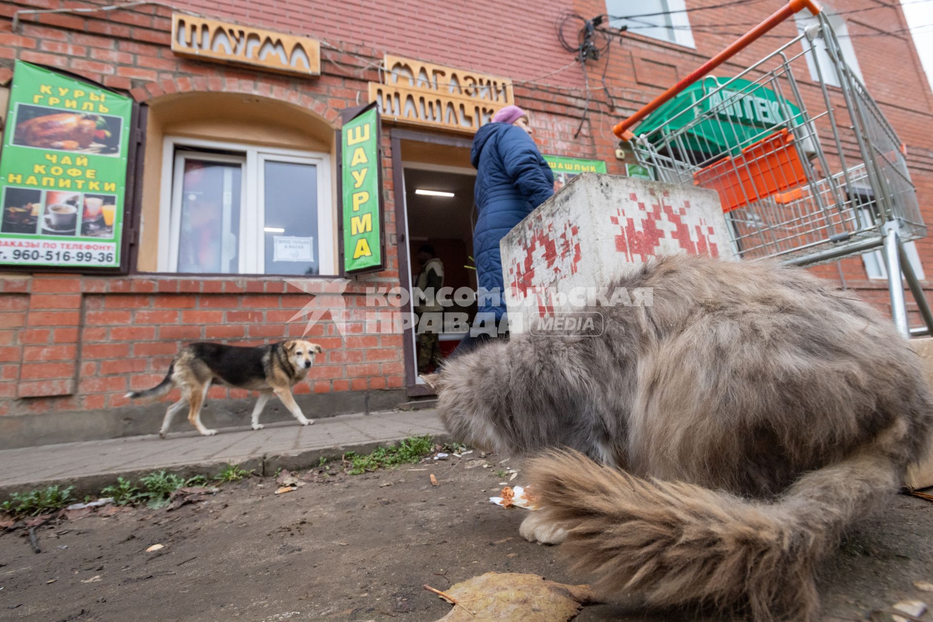 г.Таруса. Собака и кот на улице.