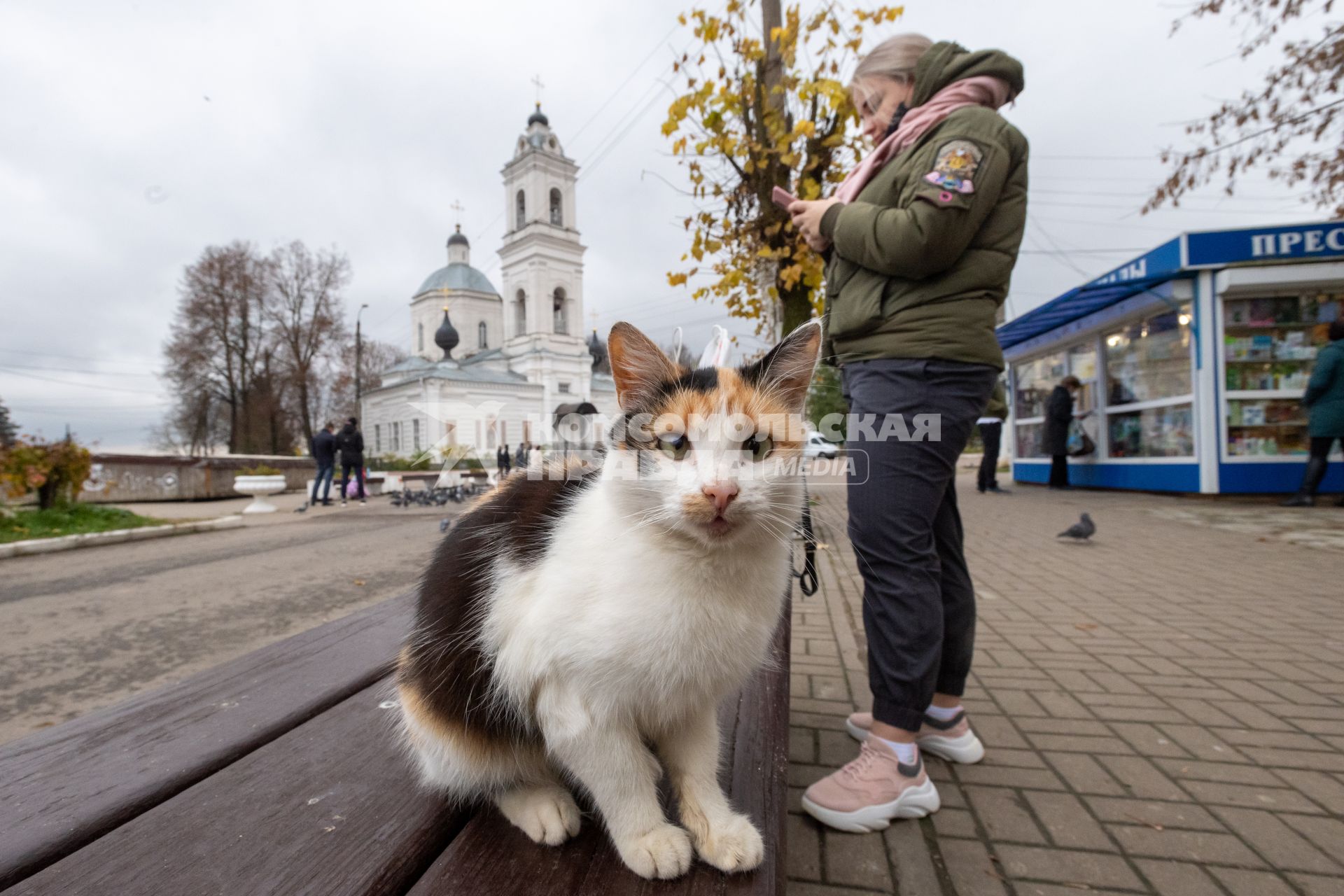 г.Таруса. Местный кот.