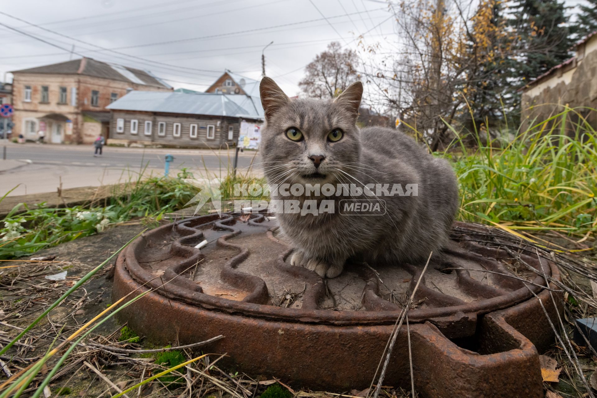 г.Таруса. Кот сидит на люке.