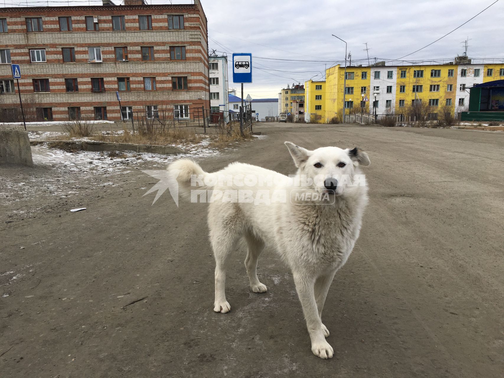 Якутия. Нижнеколымский район. п.Черский. Собака.