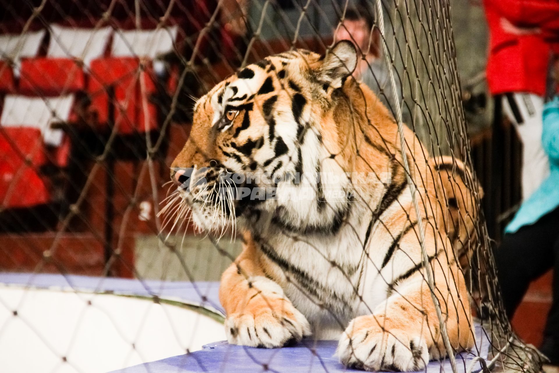Пермь. Тигр во время выступления в цирке.